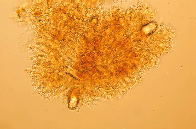 Peniophora cinerea? (Peniophora meridionalis)